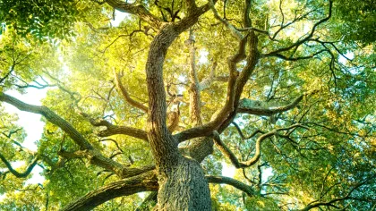 Plantele terestre au sprijinit fotosinteza globală între 2003 și 2021, compensând parțial scăderea din oceane