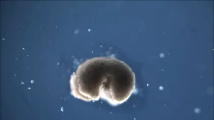 Ce este „a treia stare” a vieții și ce se întâmplă cu celulele după moartea organismului?