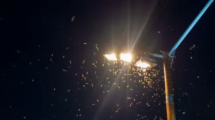 Test de cultură generală. De ce lumina atrage insectele noaptea?