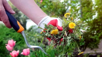 Grădinile „dezordonate” care salvează natura: Cum buruienile pot susține biodiversitatea