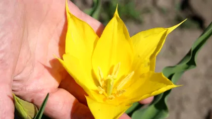 Una dintre cele mai rare flori din lume, văzută tot mai des la Cazanele Dunării