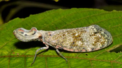 Specii noi sunt descoperite mai repede ca niciodată