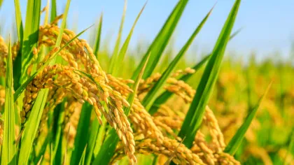 Producția globală de orez aproape s-a dublat în ultimii 50 de ani, în ciuda schimbărilor climatice