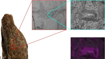 Acum 130.000 de ani, neanderthalienii refoloseau oasele de leu de peșteră drept „unelte multifuncționale”