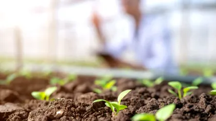 Dacă plantezi aceste legume acum, te poți bucura de ele înainte de sfârșitul verii!