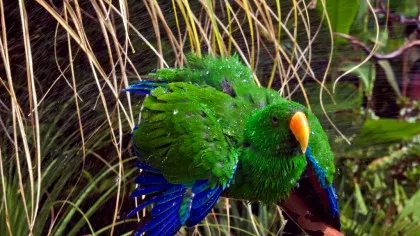 Fenomen inedit: Locul în care papagalii au devenit parte din ecosistemul urban