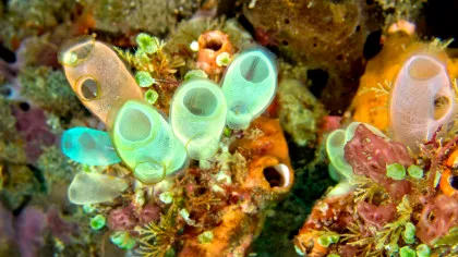 Toxinele unor organisme marine din Antarctica ar putea ajuta la tratarea melanomului