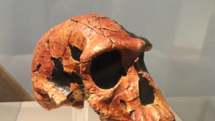 Un schelet, vechi de 2 milioane de ani, reprezintă un hibrid uimitor între maimuță și om