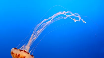 În anii 1990, NASA a trimis câteva mii de meduze în spațiu. Ce s-a întâmplat cu acestea?