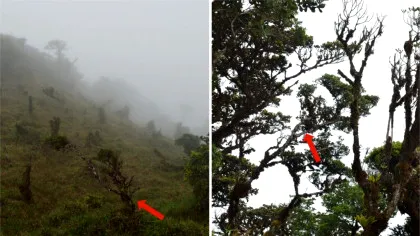 O nouă specie de copac din Panama, identificată după 25 de ani, este deja pe cale de dispariție