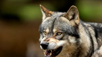 Lupii revin în Europa: Un hibrid lup-câine, descoperit pentru prima dată în Grecia