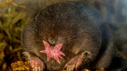 Test de cultură generală. Care mamifer poate mirosi sub apă?