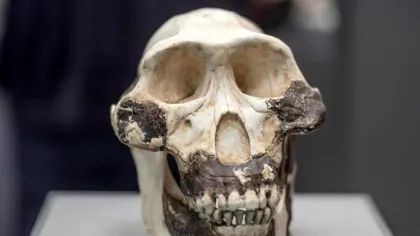 ADN-ul homininilor dispăruți ar fi putut ajuta primii oameni să supraviețuiască