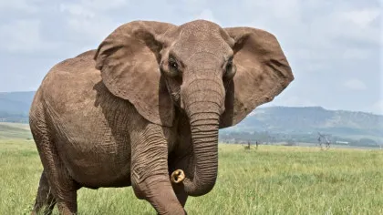 Locurile pe care elefanții le evită mai mult decât oricare alt animal