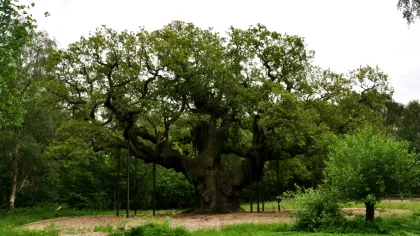 Stejarul lui Robin Hood din pădurea Sherwood a murit după 1.200 de ani