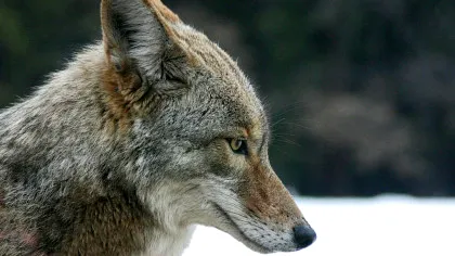 Coioții iubesc o singură dată: ce au descoperit oamenii de știință despre monogamie și doliu în lumea animală