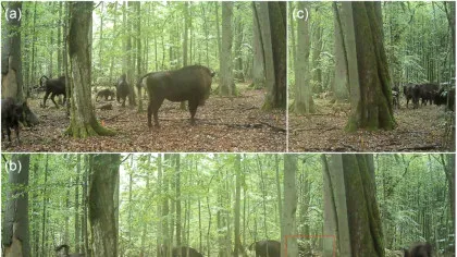 Pentru prima dată, lupii au fost filmați vânând zimbri într-o pădure europeană străveche