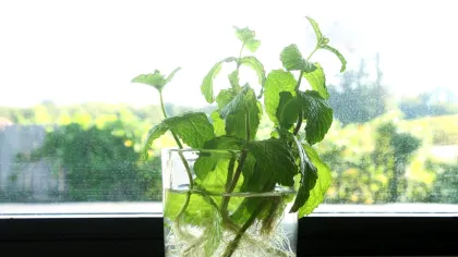Dimineața sau seara: când este cel mai bine să udăm plantele?