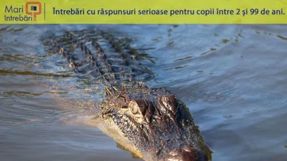De ce aligatorii mănâncă pietre?