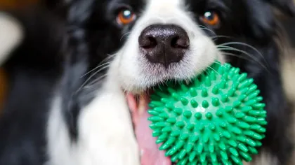 A fost descoperit cel mai vechi câine domesticit din lume. Are 16.000 de ani!