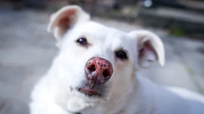 Ce spun psihologii despre oamenii care rănesc animale