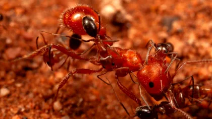 Cercetătorii au descoperit un nou comportament al furnicilor