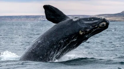De ce balenele sudice fac pui tot mai rar?