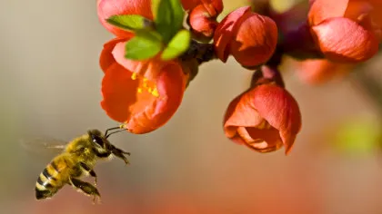 Cum ne-ar putea ajuta albinele să vorbim cu extratereștrii?