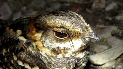 Cercetătorii au descoperit o specie de pasăre care „bate din palme”
