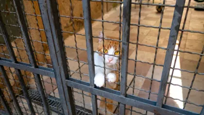 Cum se foloseau deținuții dintr-un penitenciar din Rusia de o pisică ca să facă rost de droguri?
