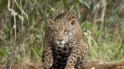 Pentru prima dată, a fost înregistrat mieunatul unui jaguar