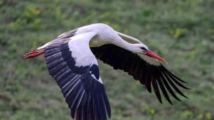 De ce aleg berzele să zboare împreună și cum își perfecționează rutele de migrație pe parcursul vieții?