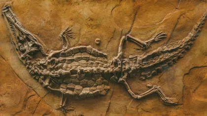 Surpriza din fosile: Ce mâncau crocodilii acum 66 de milioane de ani?