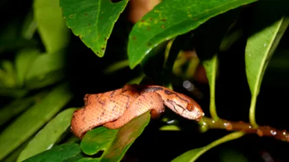 Știați că există șerpi „dreptaci”?