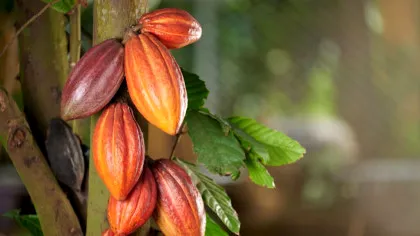 Patru arbori de cacao peruvieni nou descoperiți ar putea salva viitorul ciocolatei