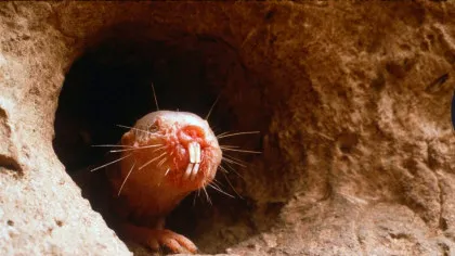 Test de cultură generală. Care animal simte cu dinții?