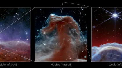 Nebuloasa Cap de Cal, observată în detalii fără precedent cu Telescopul Webb