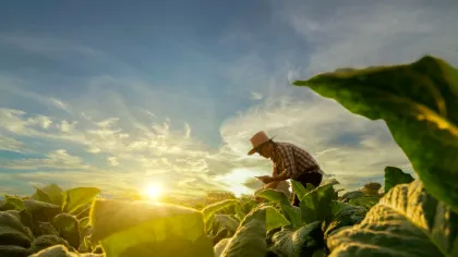 Cum este produsă nicotina de către planta de tutun?