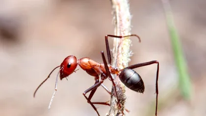 Poluarea aerului afectează simțurile furnicilor, iar efectele sunt îngrijorătoare