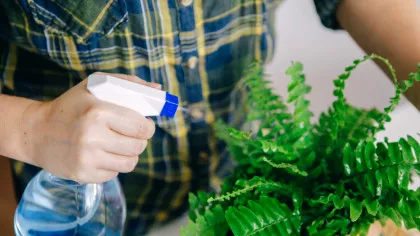 Trucul simplu pentru plantele de apartament atunci când plecăm de acasă mai mult timp