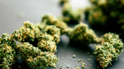 Consumul regulat de cannabis prezintă riscuri pentru persoanele peste 65 de ani, avertizează experții