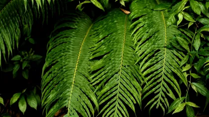 Cristale de elemente din pământuri rare au fost descoperite, în premieră, într-o plantă