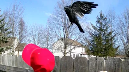 Un bărbat a dresat ciorile să atace șepcile MAGA