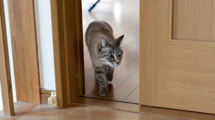 Care este legătura dintre pisici și fericire?