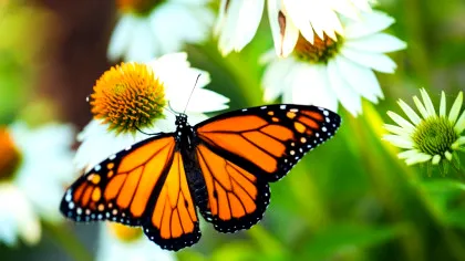 10 ciudățenii ale naturii pe care oamenii de știință încă nu le pot explica