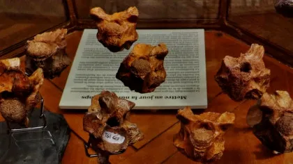 Cel mai mare șarpe de mare care a trăit vreodată ar fi putut mânca chiar și rechini