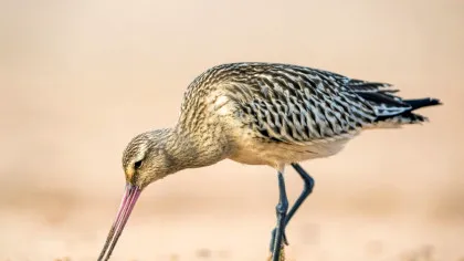 O specie de pasăre își „mânăncă” propriile organe pentru a-și putea finaliza migrația