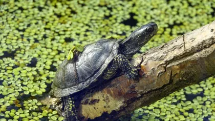 Copiii neanderthalieni din Germania antică ar fi vânat țestoase minuscule, dar nu pentru a le mânca