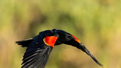 Păsările dispar în ritm accelerat în trei zone critice