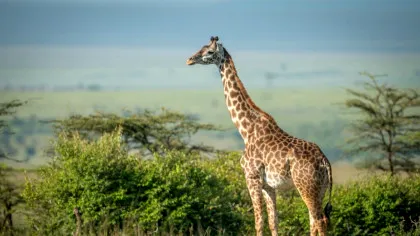 Pajiștile dispar aproape de patru ori mai repede decât pădurile, arată un studiu global